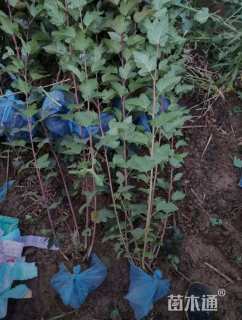 高度120厘米紫叶风箱果球