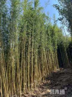 地栽苗金镶玉竹