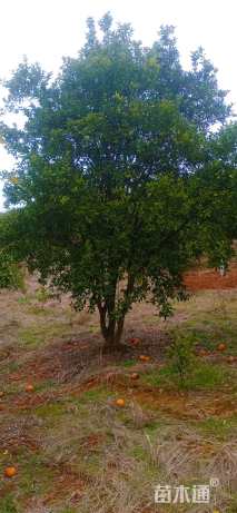 15公分(3杆)丛生香橼