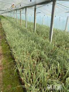 高度40厘米花叶蒲苇