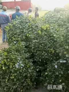 冠幅180厘米无刺枸骨球