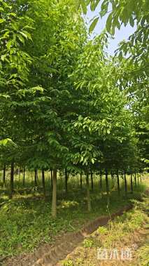 原生苗二乔玉兰