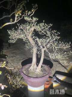 高度80厘米映山红