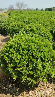 冠幅150厘米大叶黄杨球