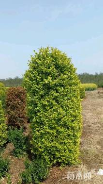 3公分造型金叶女贞