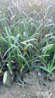 高度15厘米石蒜