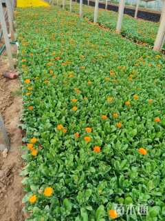 高度20厘米金盏菊