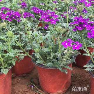 高度18厘米美女樱