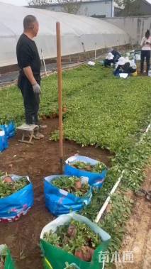 高度10厘米鼠尾草