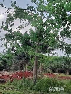 裸干高200厘米大王椰子