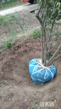 高度300厘米丛生金银木