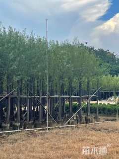 8公分柳树