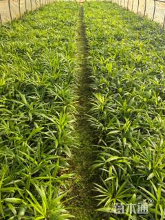 裸干高25厘米棕竹