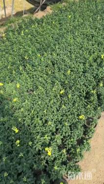 高度15厘米金鱼草