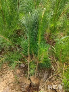 高度50厘米油松小苗