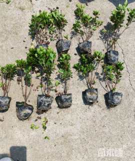 高度20厘米夏鹃