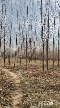 原生苗107速生杨