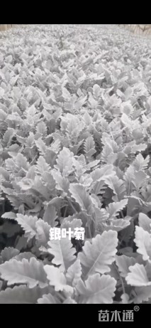 高度15厘米银叶菊