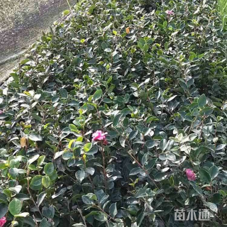 高度25厘米波斯菊