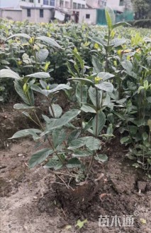 冠幅50厘米大叶栀子球