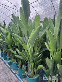 高度105厘米天堂鸟