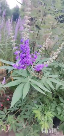 高度60厘米塔柏