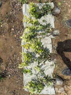 高度45厘米金森女贞