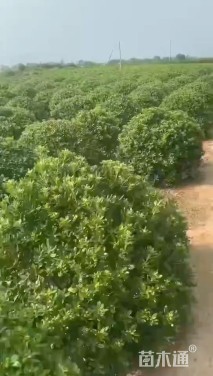 冠幅120厘米海桐球