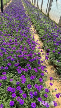 高度13厘米美女