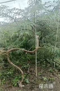 高度120厘米羽毛枫