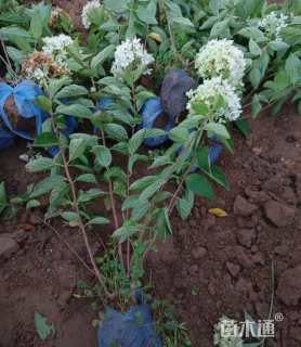 高度60厘米绣球