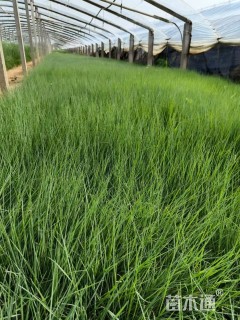 高度20厘米糖蜜草