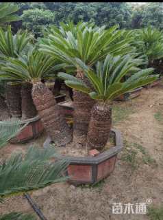 高度30厘米樱花小苗