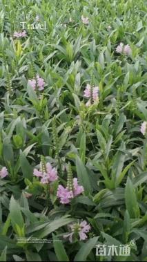 高度30厘米假龙头