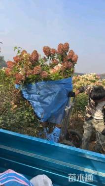 高度150厘米圆锥绣球