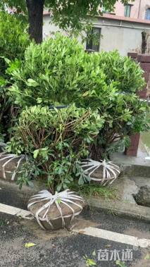 冠幅150厘米海桐球