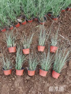 高度50厘米晨光芒