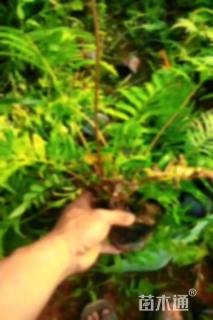 高度100厘米乌毛蕨