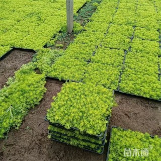 高度8厘米金叶佛甲草