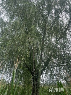 35公分垂柳