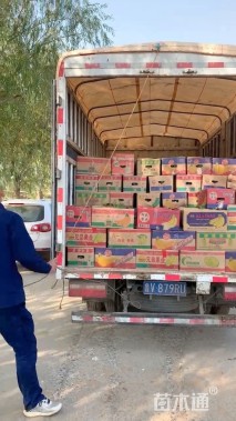 高度20厘米金叶佛甲草