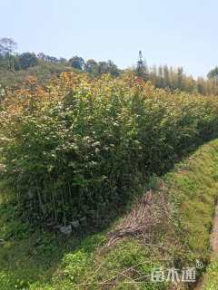高度100厘米枫香小苗