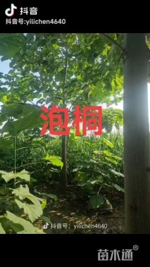 8公分紫花泡桐
