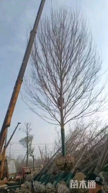 20公分美国红枫-红冠