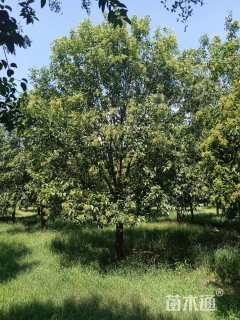 18公分大叶女贞