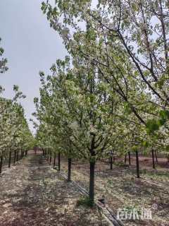 10公分彩叶豆梨