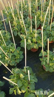 高度75厘米大丽花