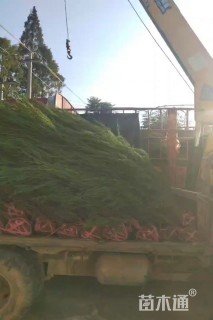 高度200厘米塔柏