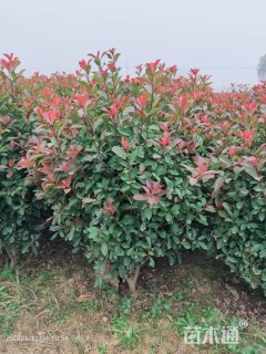 冠幅150厘米红叶石楠球