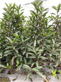 高度150厘米珊瑚树